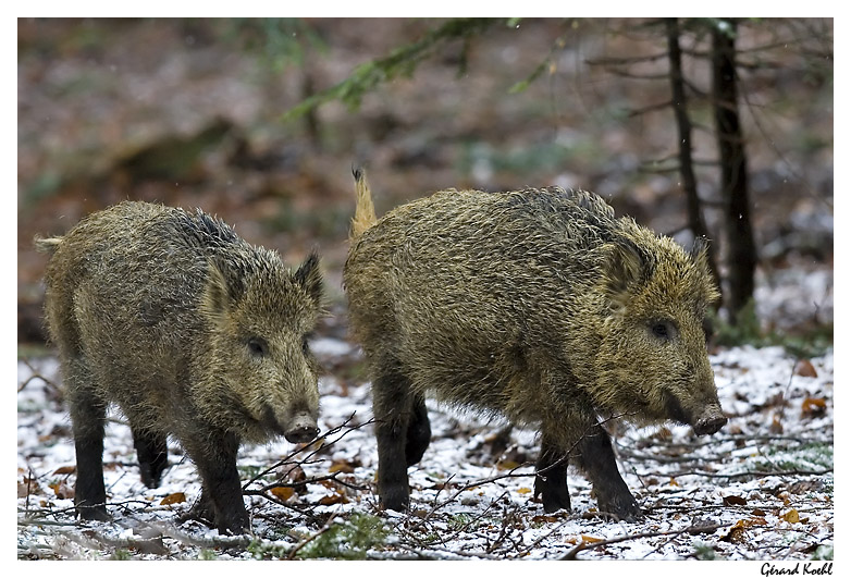  Image name: 27 Cinghiale.jpg 
 width: 782 pixel 
 height: 531 pixel 
 Size: 207503 bytes 
 Click to enlarge 